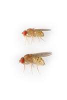 Drosophila_putrida