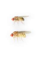 Drosophila_putrida_alt