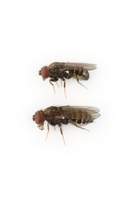Drosophila_saltans