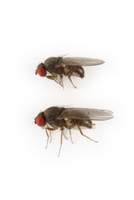 Drosophila_subobscura