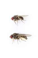 Drosophila_subobscura_alt