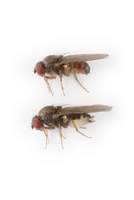 Drosophila_subsilvestris