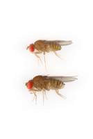 Drosophila_sucinea