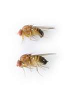 Drosophila_suzukii