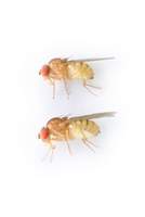 Drosophila_testacea