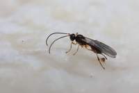 Parasitoid_wasp_Mixed_Drosophila_StumpSapFlux_Edinburgh_July2021